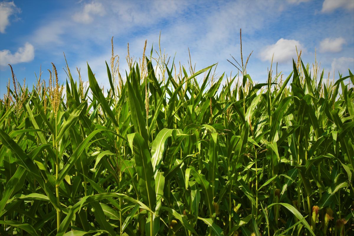 Ethanol and Bio-fuel Production